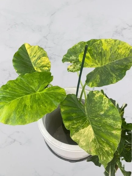 Alocasia Gageana Aurea Variegata — My Tropical Plant